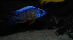 Protomelas steveni ´Taiwan reef´