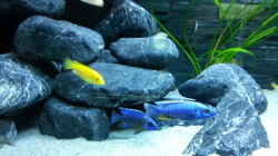 Aulonocara stuartgranti maulana (Bock) und Sciaenochromis fryeri ´iceberg´