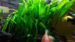 Cryptocoryne aponogetifolia - sie wächst und wächst :D