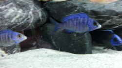 Besatz im Aquarium MJM´s NonMbuna