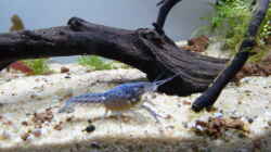 Besatz im Aquarium Robinson Crusoe´s Becken (existiert nicht mehr)