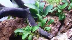 Anubias