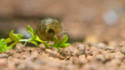 klitzekleine Posthornschnecke