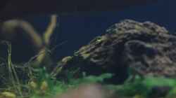 Aquarium Chao phraya