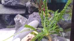 Crinum calamistratum