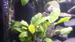  Anubias 3 Stück 