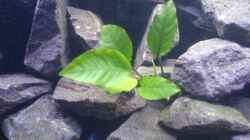 Anubias - Mitte