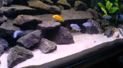 Mbuna Gruppe