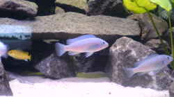 Metriaclima callainos