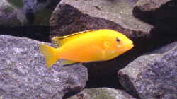 Labidochromis caeruleus