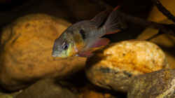 Mikrogeophagus altispinosus