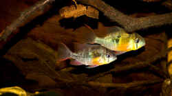 Mikrogeophagus altispinosus