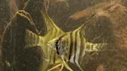 Besatz im Aquarium Versuch "die Erste"