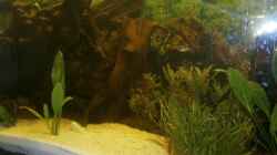 Besatz im Aquarium Versuch "die Erste"