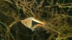 Besatz im Aquarium Versuch "die Erste"