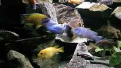Besatz im Aquarium Mein Malawi im Wohnzimmer