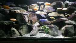 Besatz im Aquarium Mein Malawi im Wohnzimmer