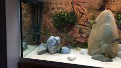 Aquarium Tropheus