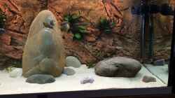 Aquarium Tropheus