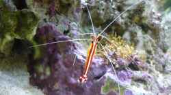 2 Anemonenfische ( Clowns ) 2 Deko Schwertgrundeln 2 Putzergarnelen 2 Tanzgarnelen