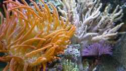 Pflanzen im Aquarium Fluval Reef M40