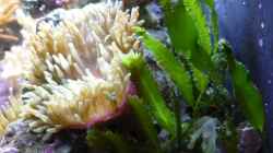 Pflanzen im Aquarium Fluval Reef M40