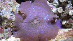 Blaue Scheibenanemone