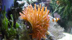 Caulerpa taxifolia mit Kupfer Anemone