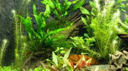 Aquarium Neo´s World Nur noch als Beispiel