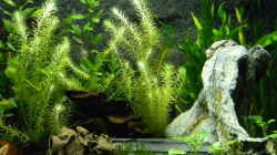 Aquarium Neo´s World Nur noch als Beispiel