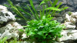 Cryptocoryne als Blickfang in der Mitte