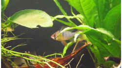 Besatz im Aquarium Becken 30791