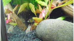 Besatz im Aquarium Becken 30791
