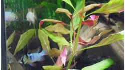 Besatz im Aquarium Becken 30791