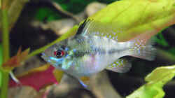 Besatz im Aquarium Becken 30791