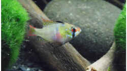 Besatz im Aquarium Becken 30791