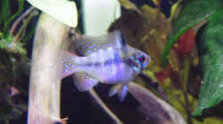 Besatz im Aquarium Becken 30791