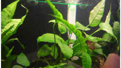 Technik im Aquarium Becken 30791