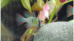 Besatz im Aquarium Becken 30791