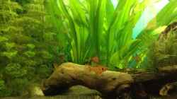 Besatz im Aquarium Becken 30811