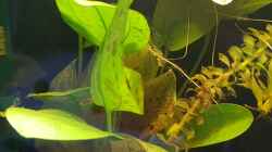 Echinodorus