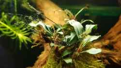 Bucephalandra spec. Wavy Leaf