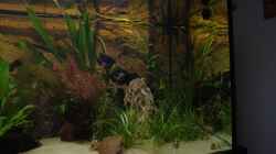 Aquarium Becken 30852