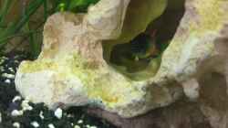 Aquarium Vision Becken