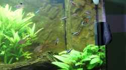 Aquarium Vision Becken