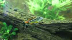 Aquarium Vision Becken