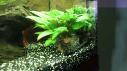 Aquarium Vision Becken