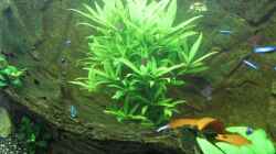 Pflanzen im Aquarium Vision Becken