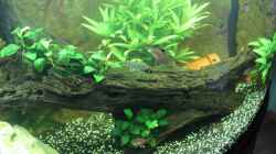 Aquarium Vision Becken