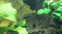 Aquarium Vision Becken